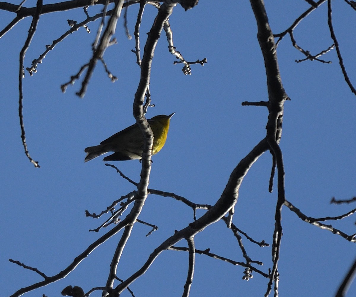 Pine Warbler - Cesar Castillo