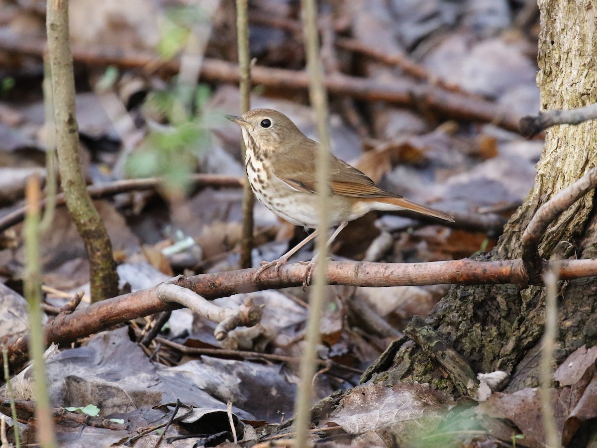 Hermit Thrush - ML54145881