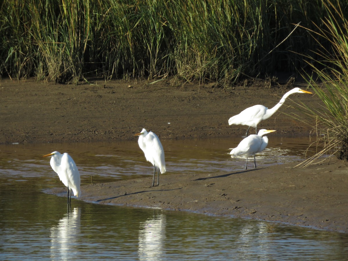 Great Egret - ML541459571