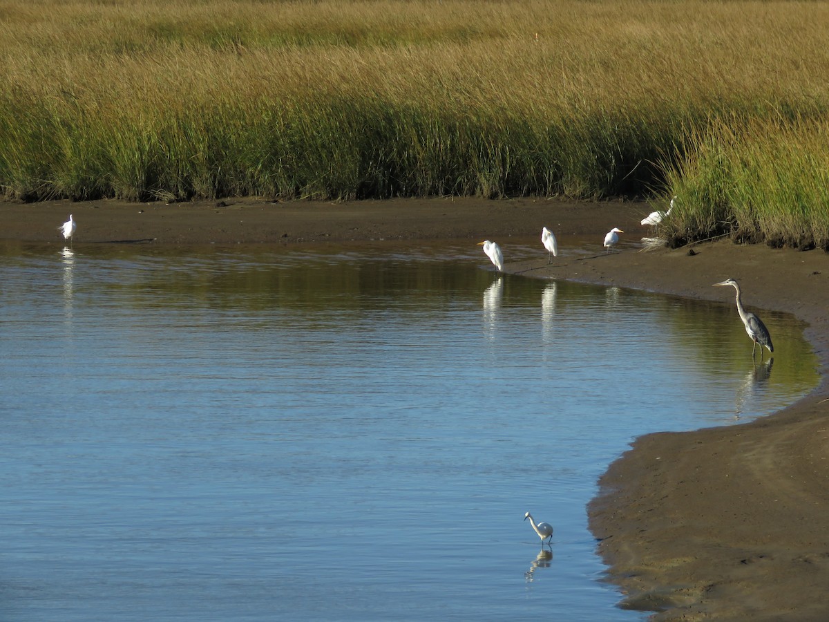 Great Egret - ML541459621