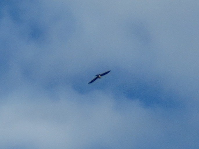 Bank Swallow - Port of Baltimore