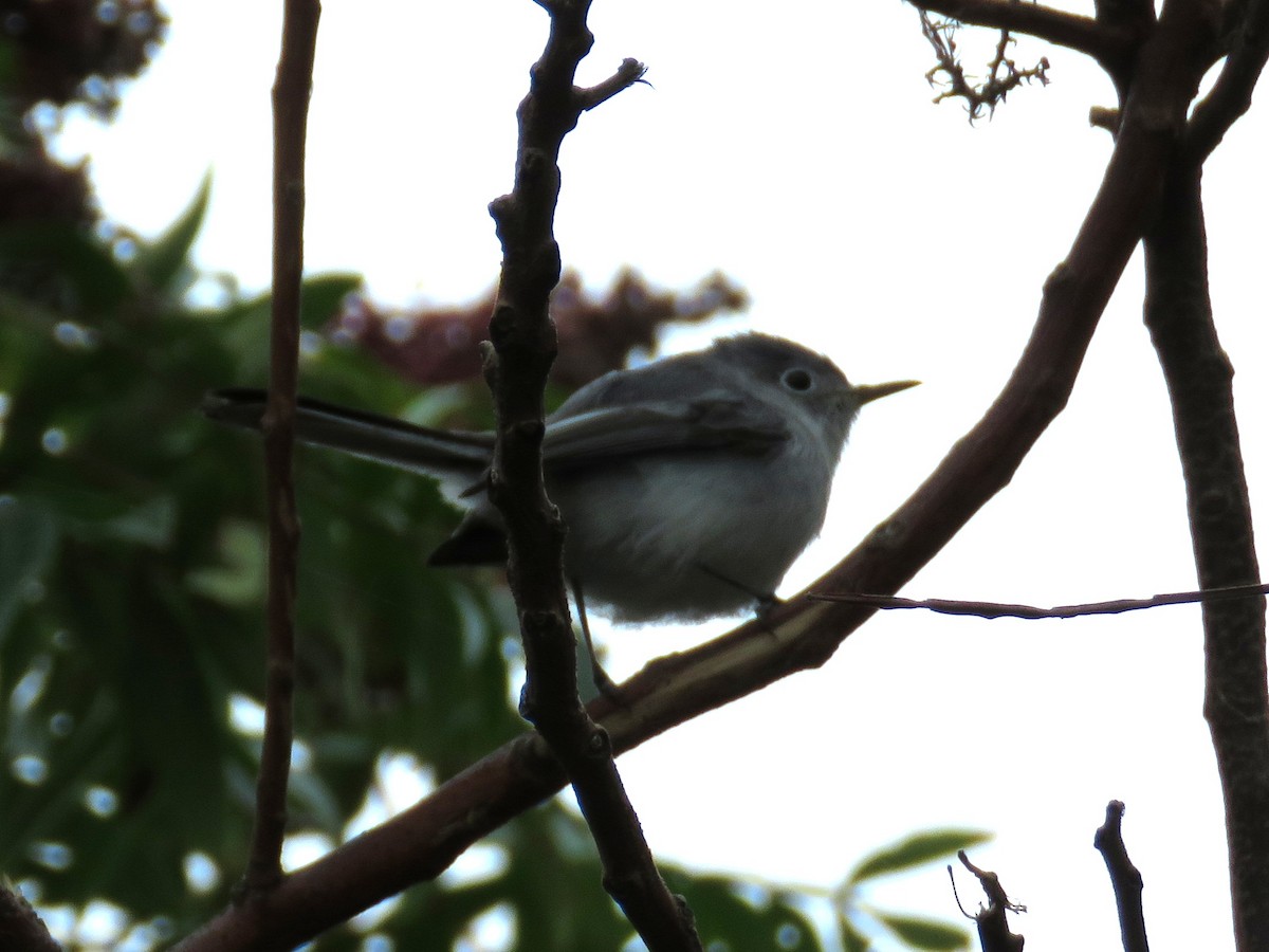 Blue-gray Gnatcatcher - ML541460071