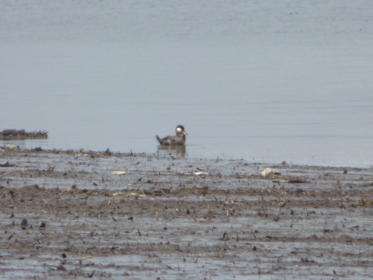 Ruddy Duck - ML54146021