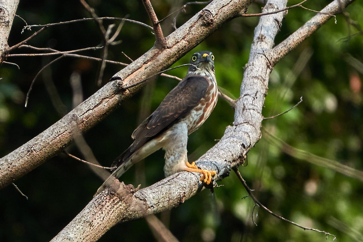 Chinese Sparrowhawk - ML541460341
