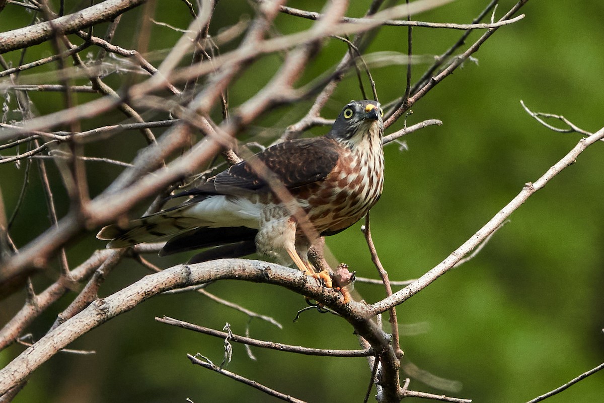 Chinese Sparrowhawk - ML541460351