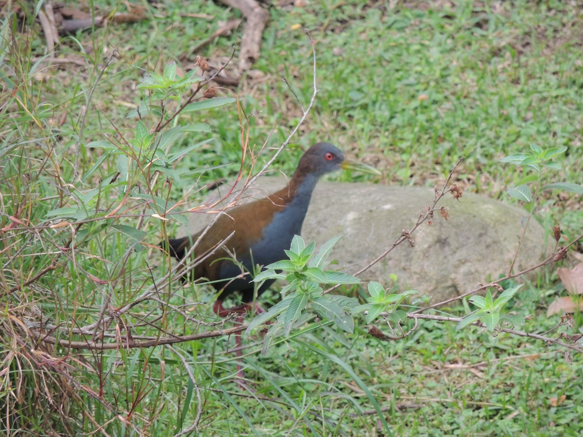 Slaty-breasted Wood-Rail - ML541462541