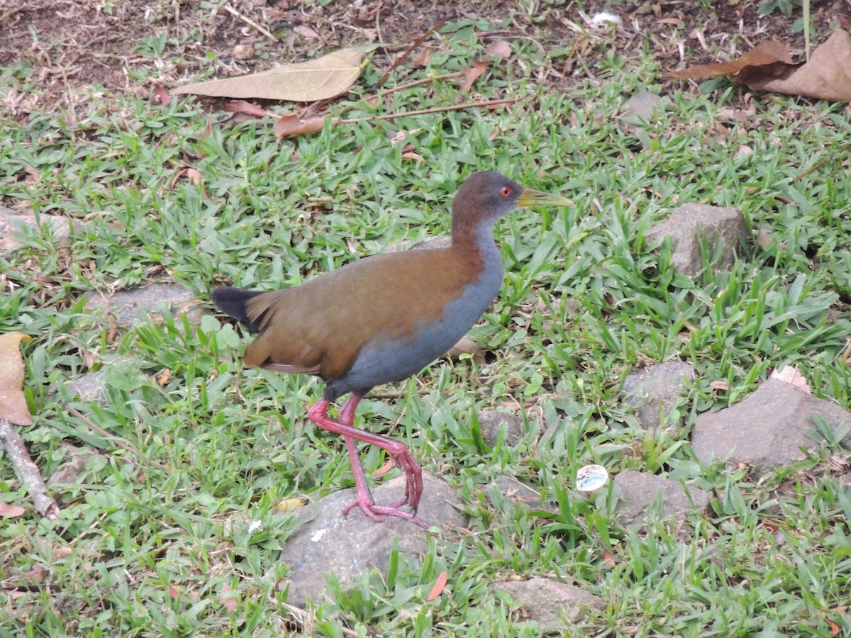 Slaty-breasted Wood-Rail - Reinaldo Gibin Nardo