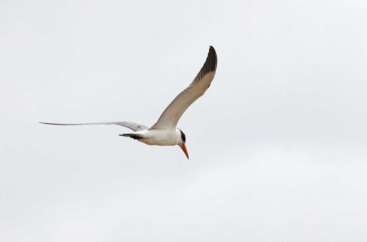 Caspian Tern - ML541463521