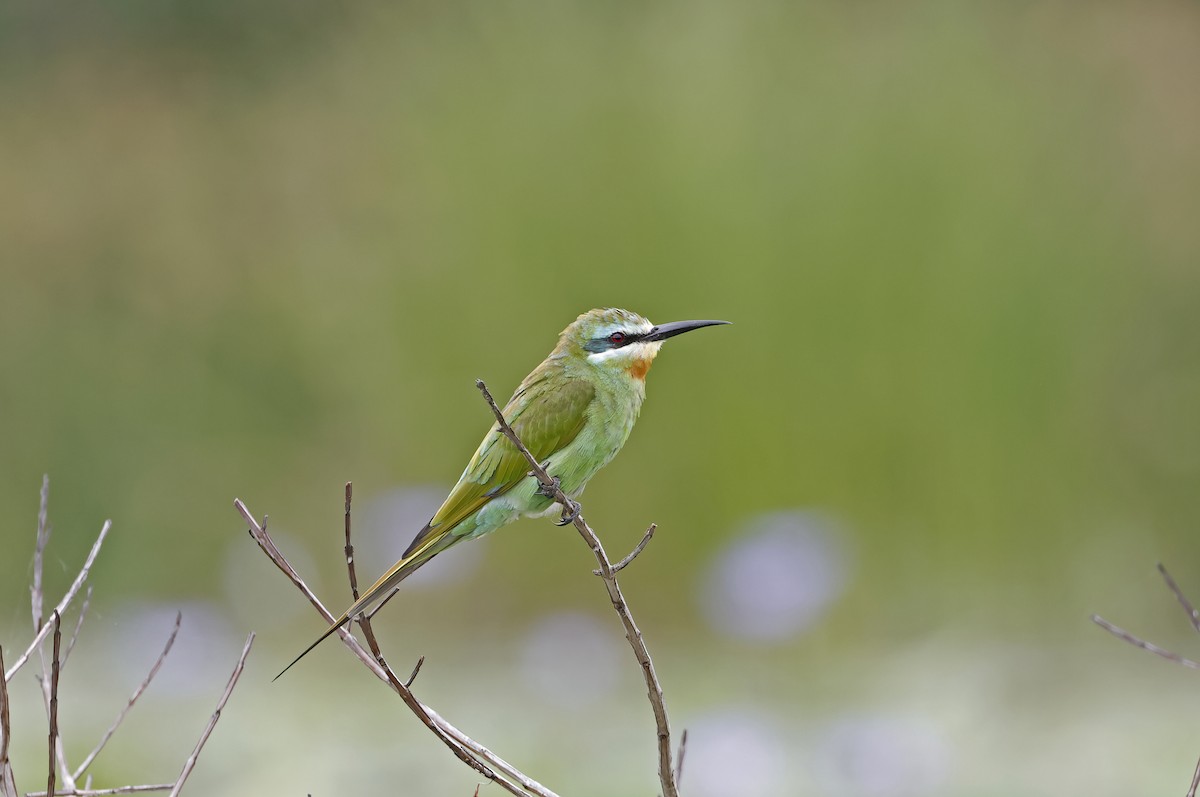 Blue-cheeked Bee-eater - Jim Lawrence