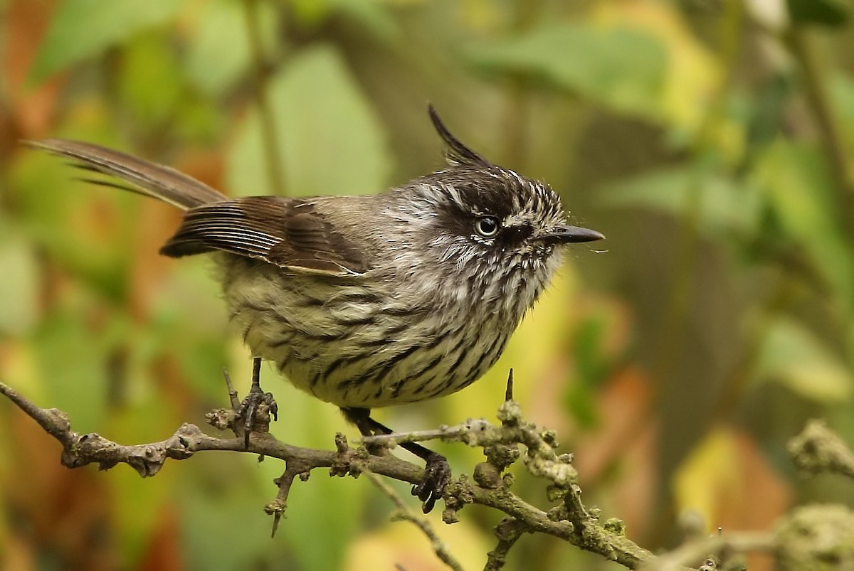 Tufted Tit-Tyrant - ML541463891