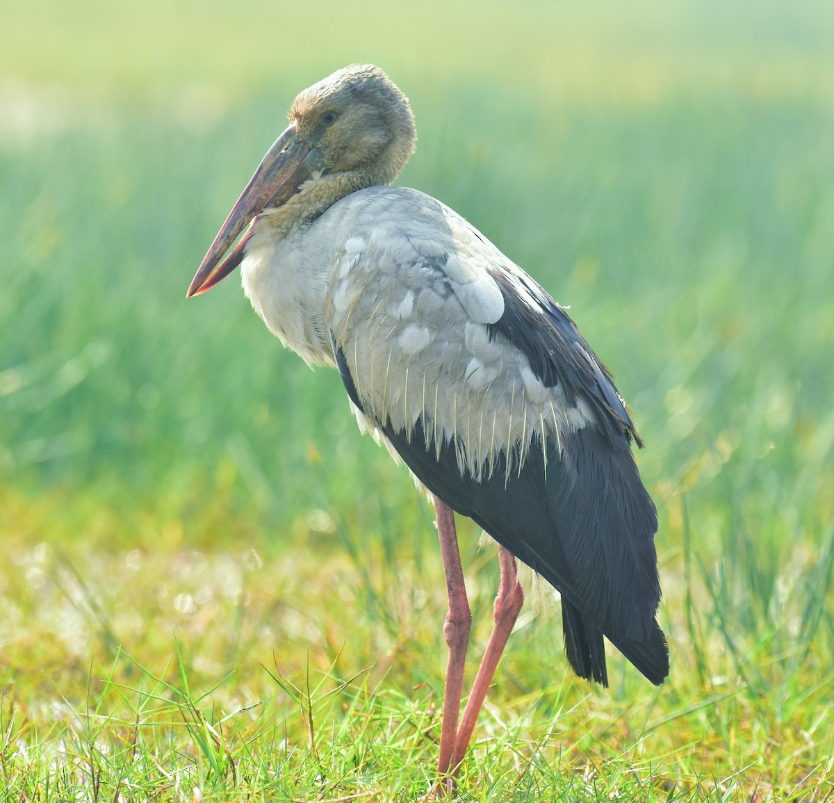 Asian Openbill - ML541464311