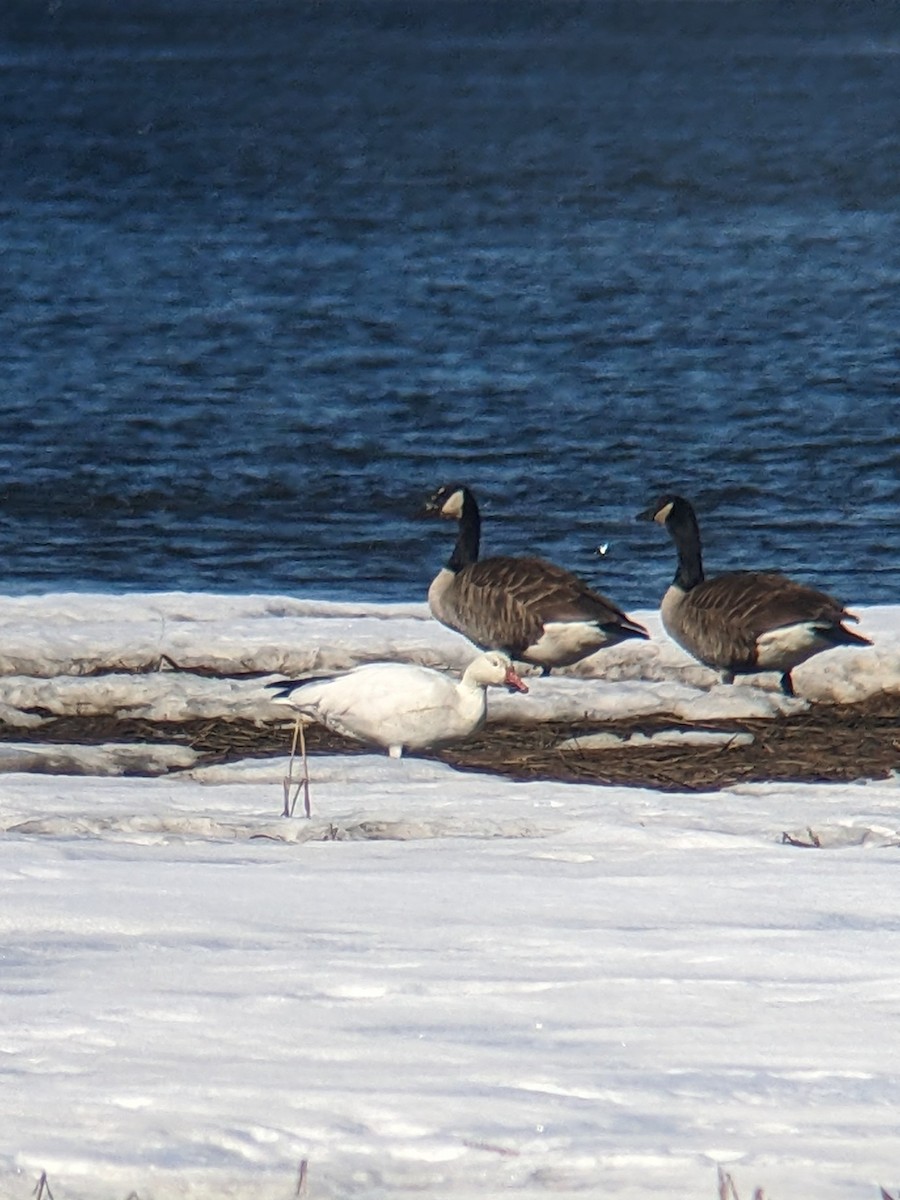 Snow Goose - ML541465021