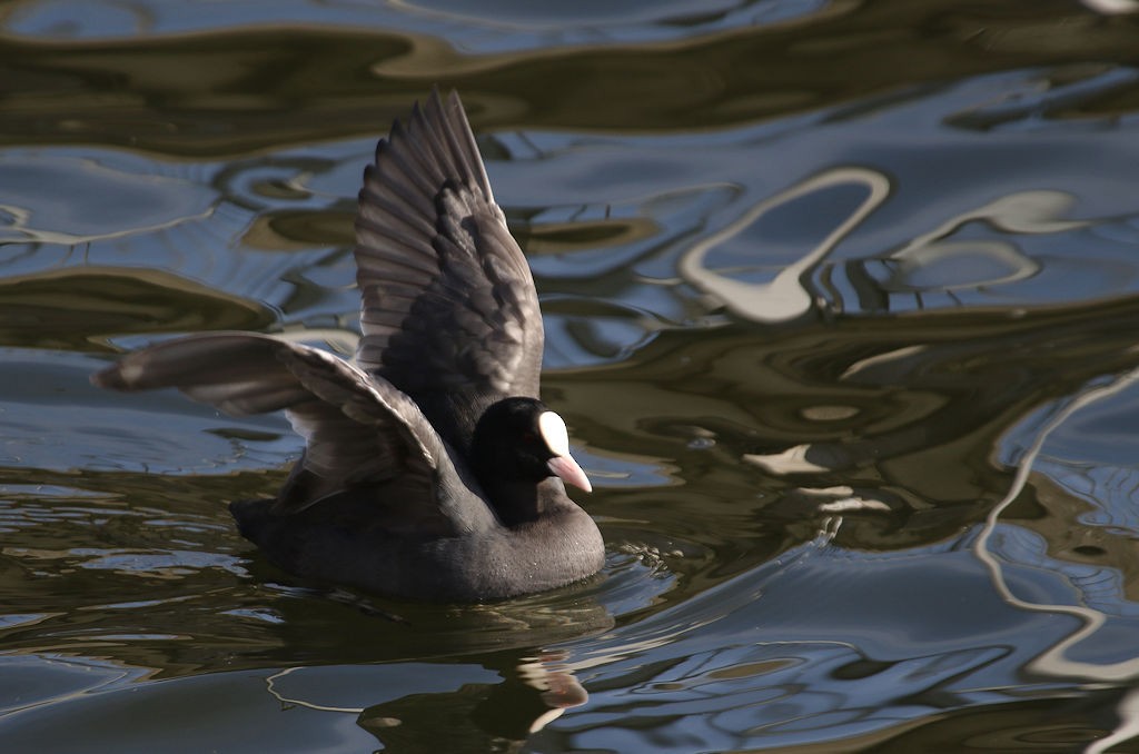 Eurasian Coot - ML54146931