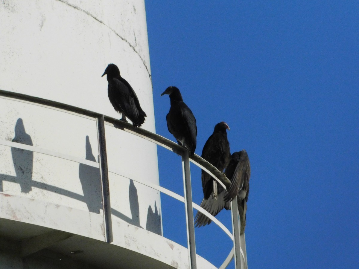 Black Vulture - ML541470621