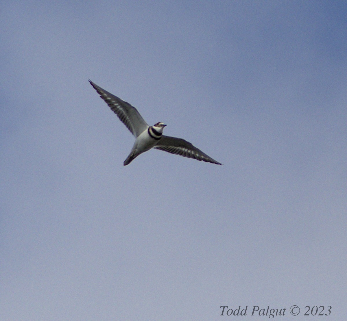 Killdeer - ML541471271