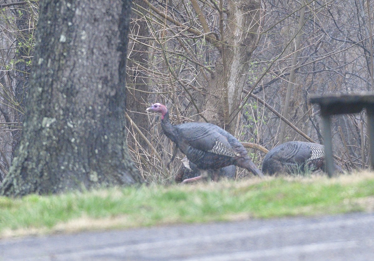 Wild Turkey - ML541472401