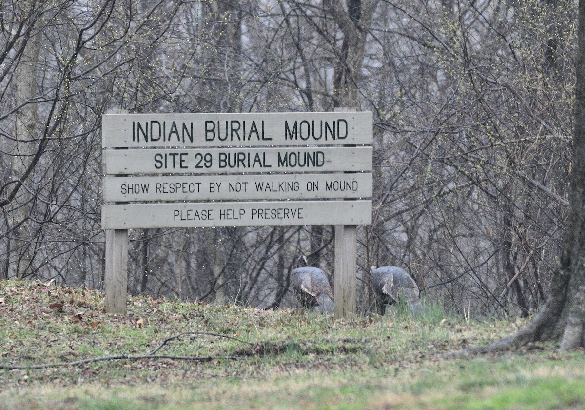 Wild Turkey - ML541472411