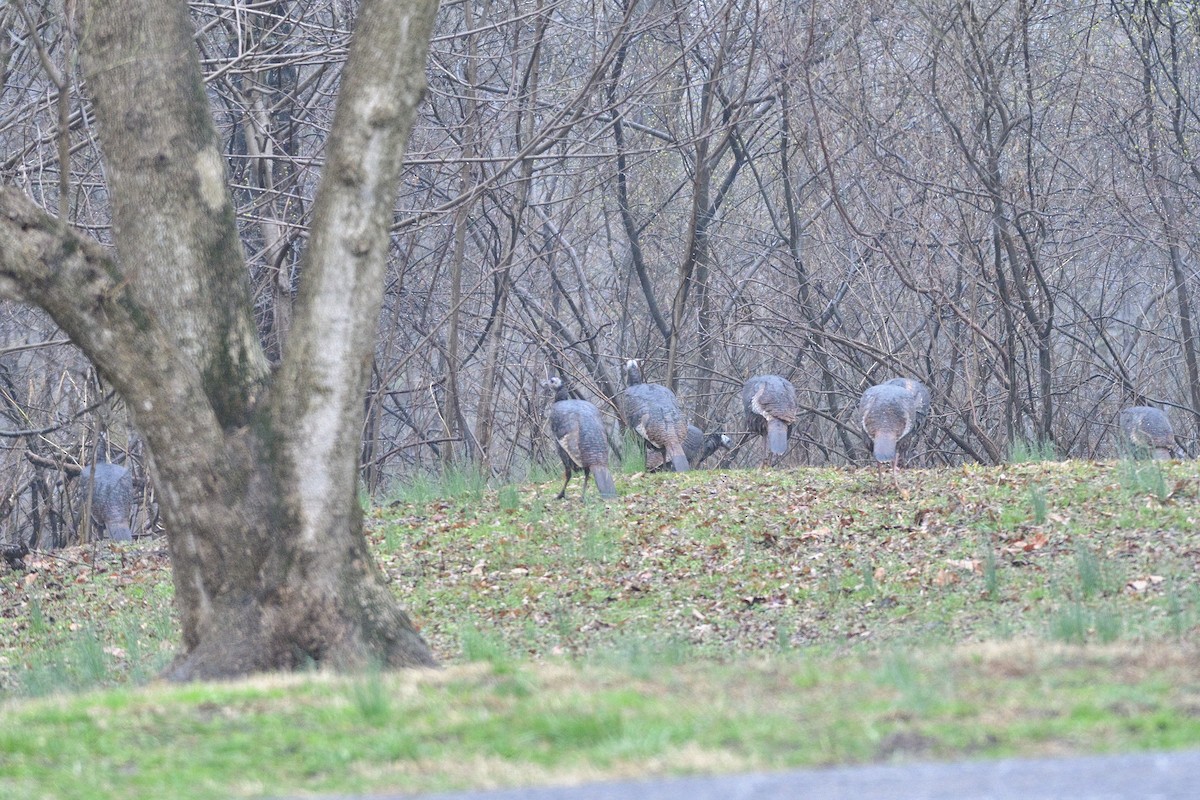 Wild Turkey - ML541472431