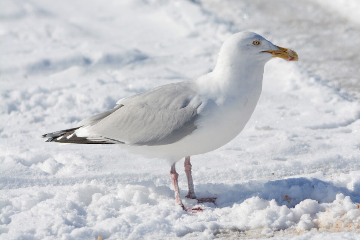 Gaviota Argéntea - ML541472741