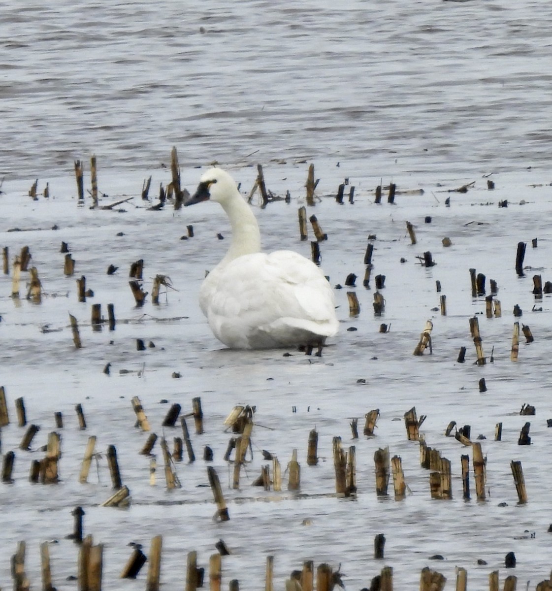 Cygne siffleur - ML541474371