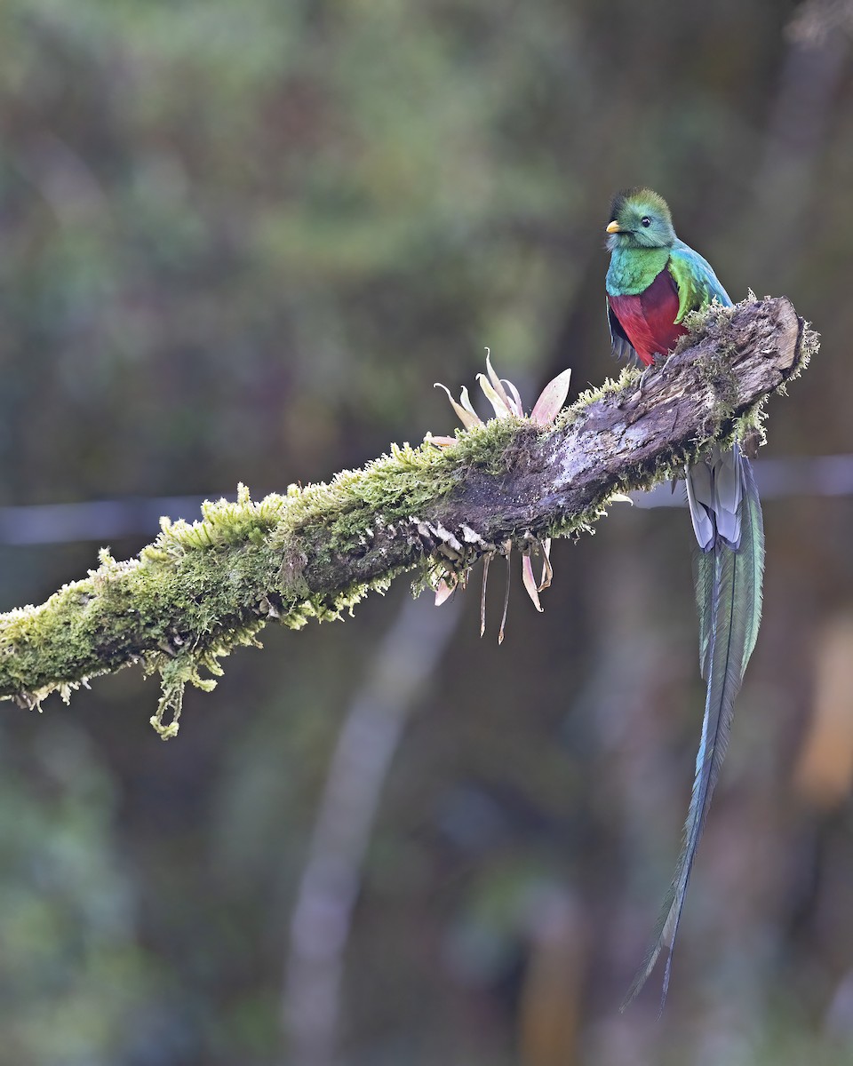 Resplendent Quetzal - ML541474941