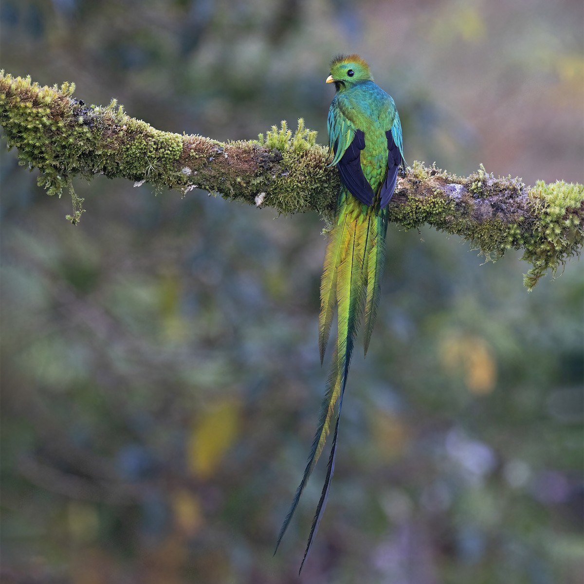 Resplendent Quetzal - ML541474951