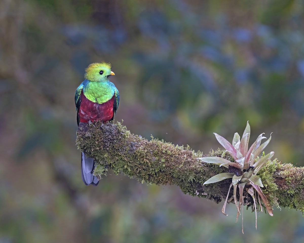 Resplendent Quetzal - ML541474971