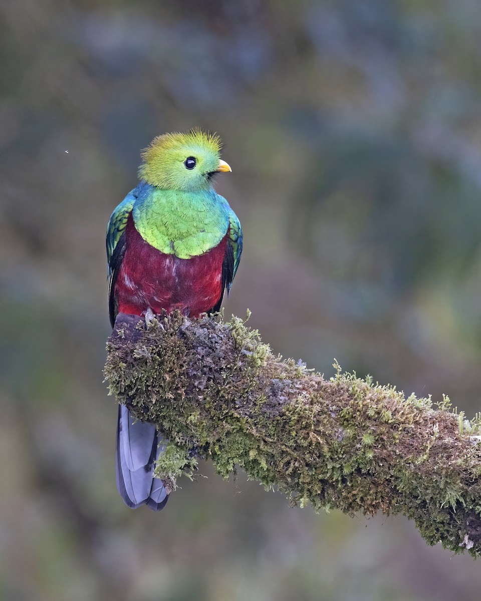 Resplendent Quetzal - ML541474981