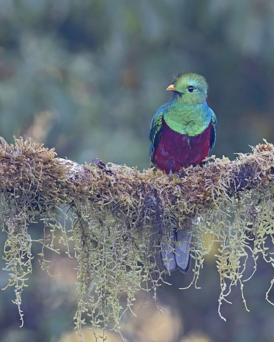 Resplendent Quetzal - ML541474991