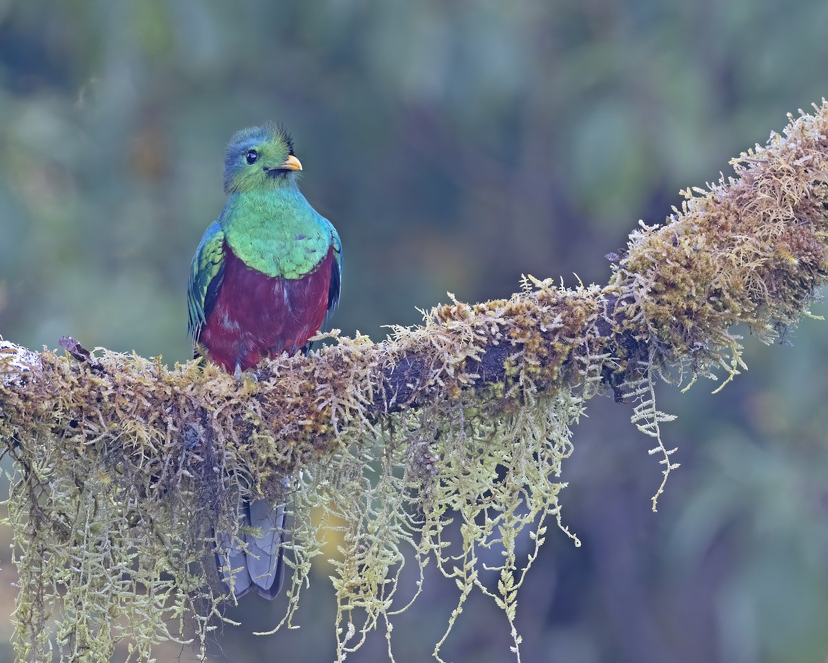 Resplendent Quetzal - ML541475001