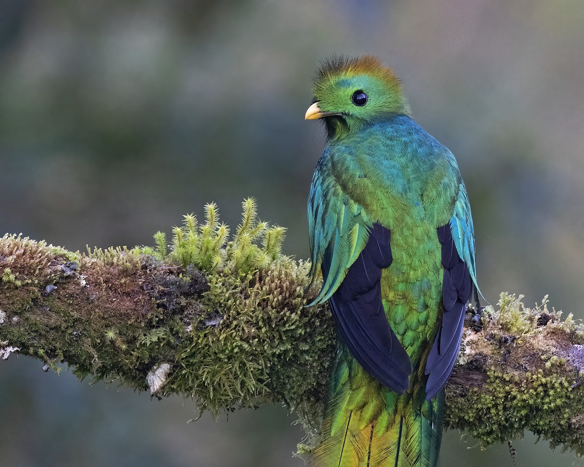 Resplendent Quetzal - ML541475071