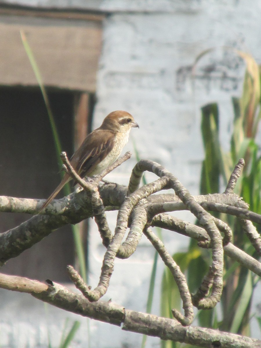 Pie-grièche brune - ML541475131