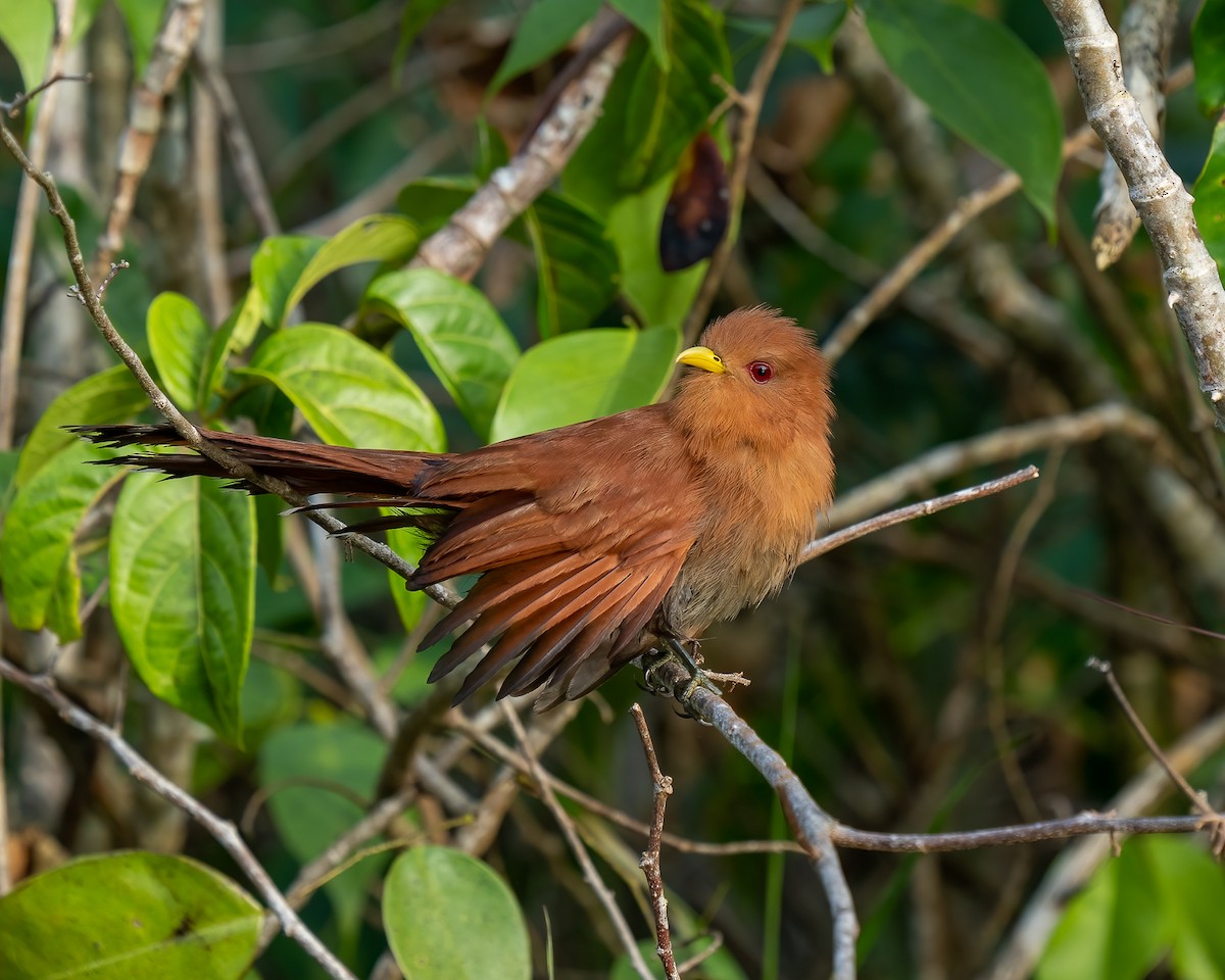 Little Cuckoo - ML541475801