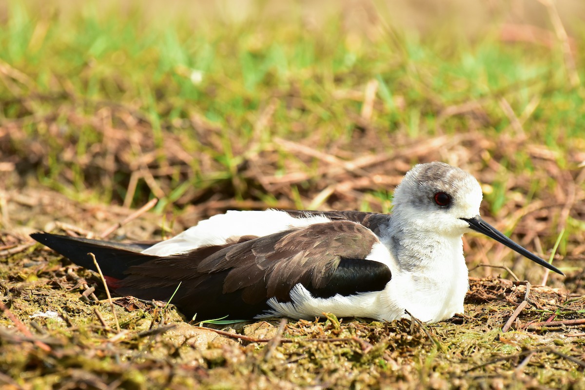 Black-winged Stilt - Arindam Roy