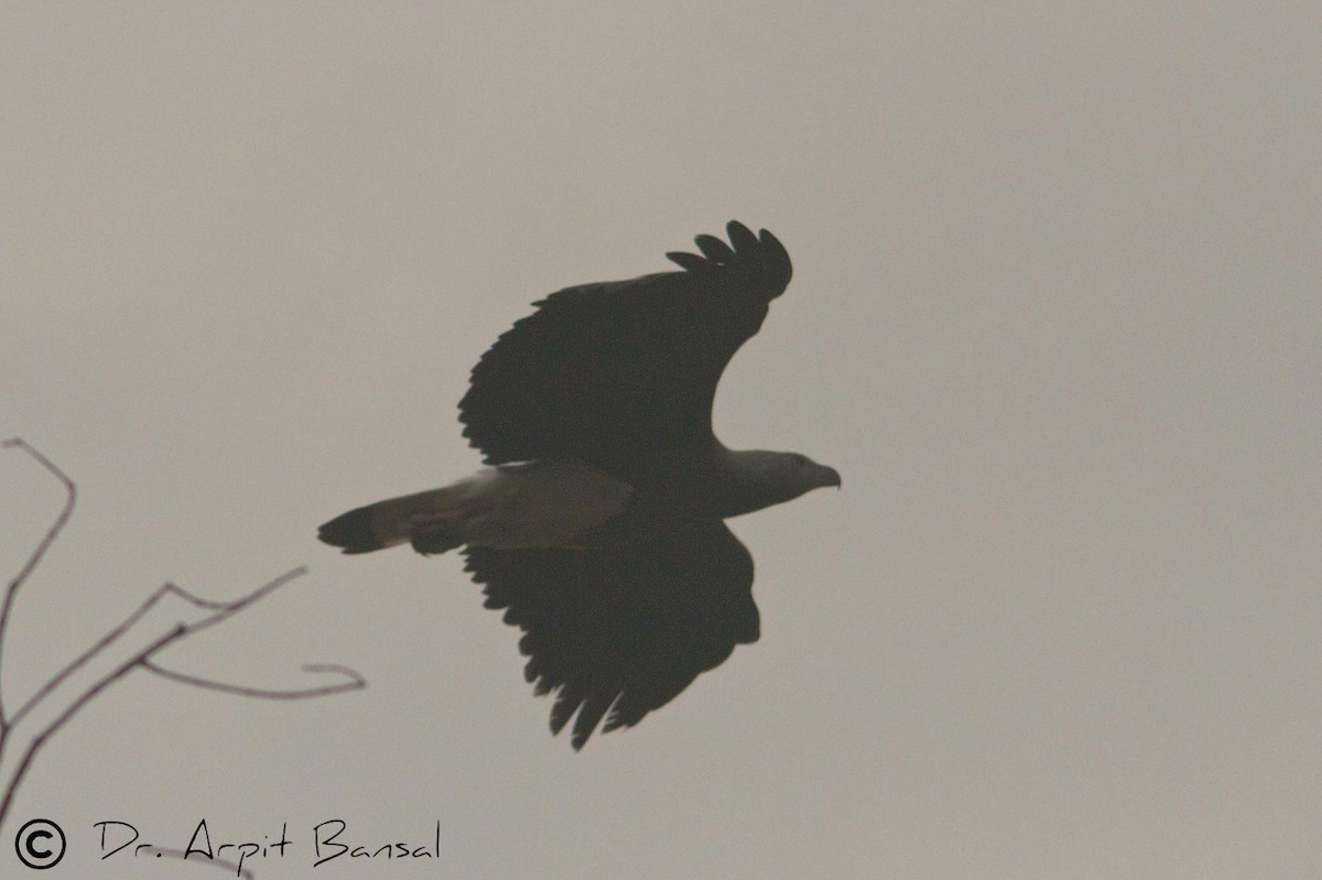 Gray-headed Fish-Eagle - Arpit Bansal