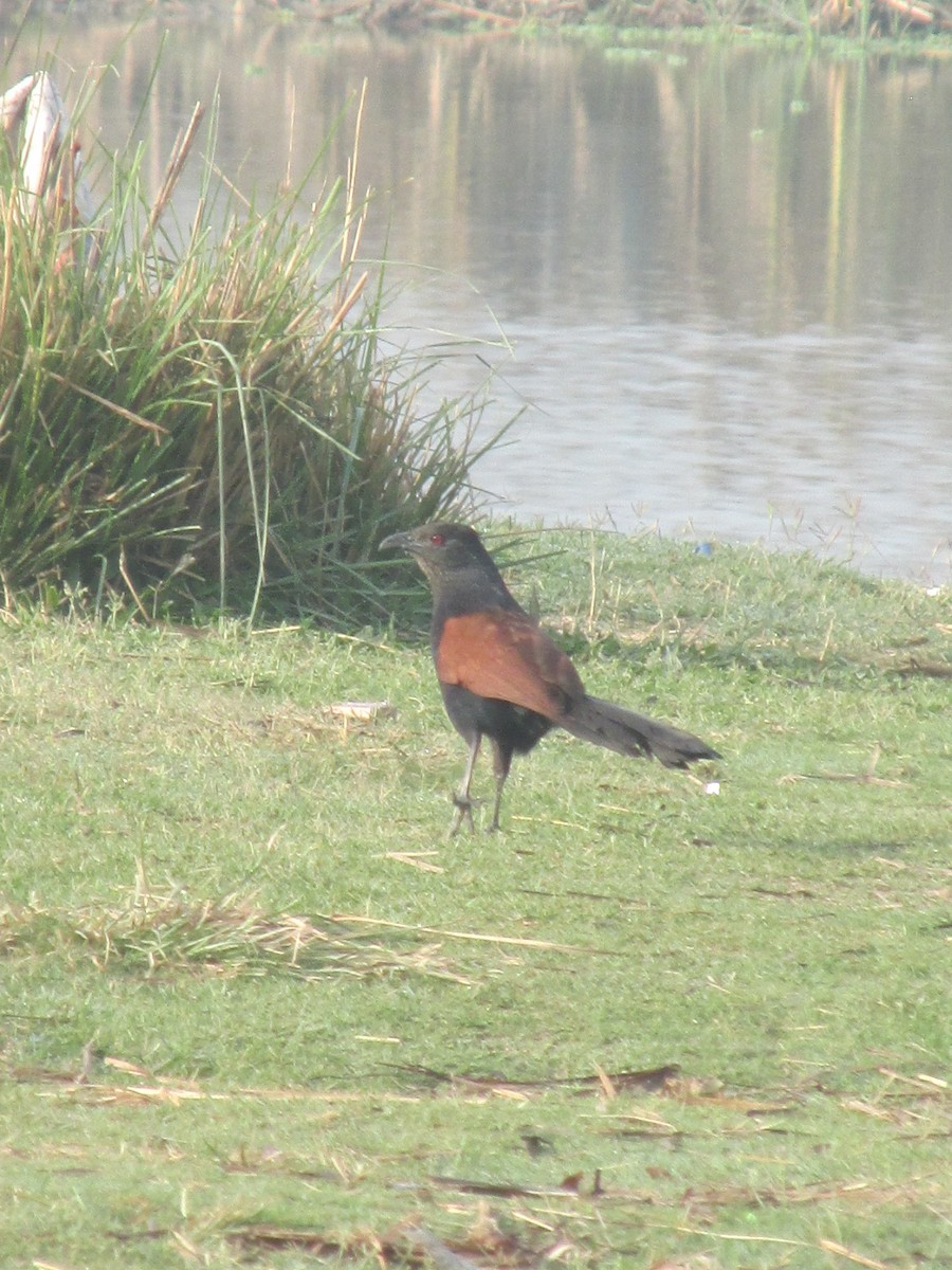 Grand Coucal - ML541477251