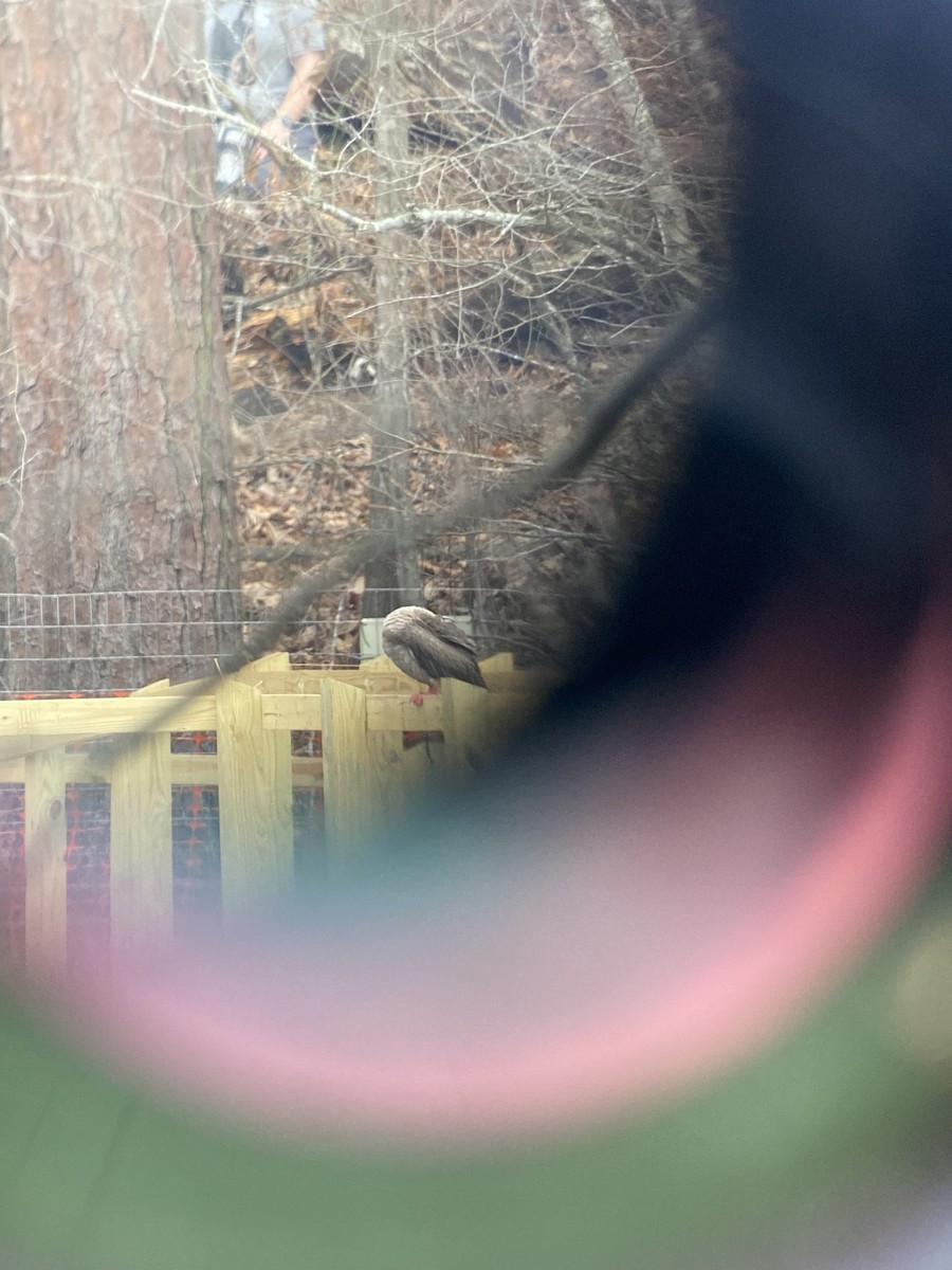 Red-footed Booby - ML541477641