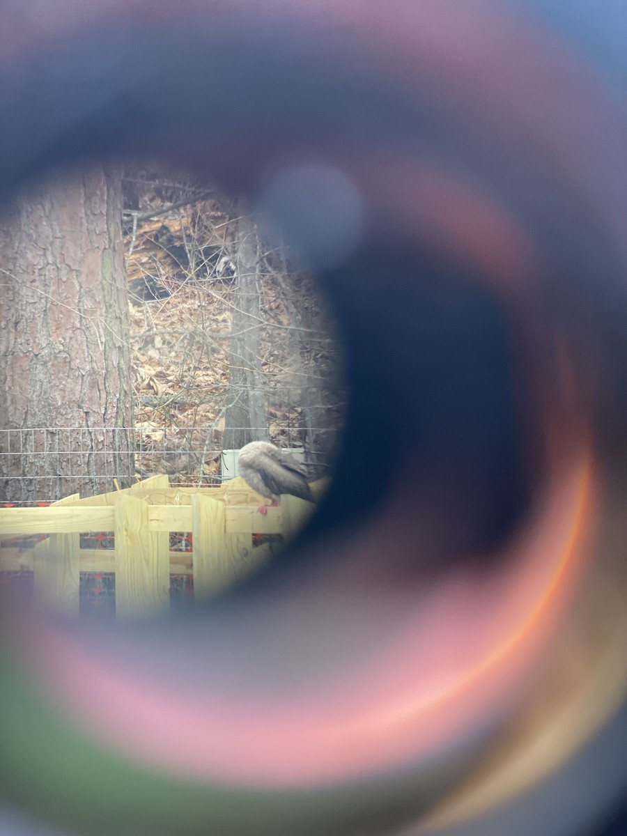 Red-footed Booby - ML541477651