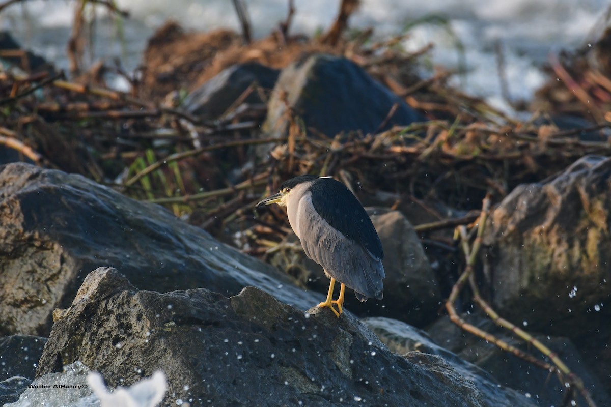 Gece Balıkçılı (nycticorax) - ML541477971