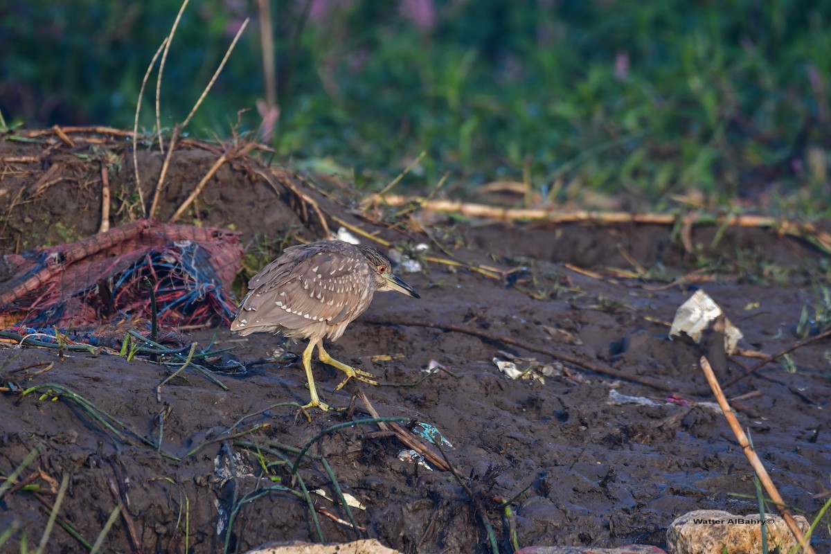 Gece Balıkçılı (nycticorax) - ML541477981