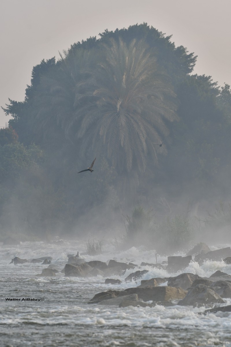 Great Cormorant (Eurasian) - ML541478031