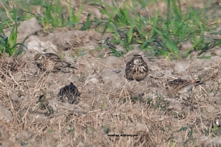 Eurasian Skylark - ML541478141