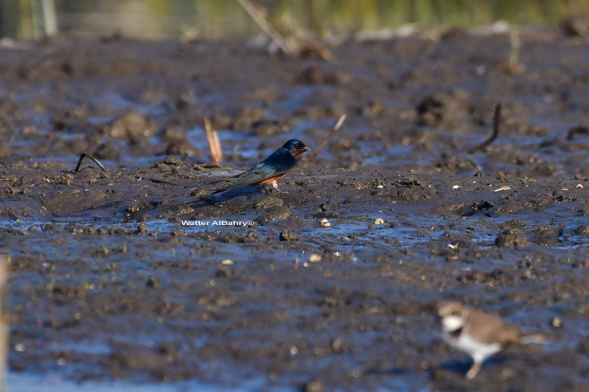 Barn Swallow (Egyptian) - ML541478361