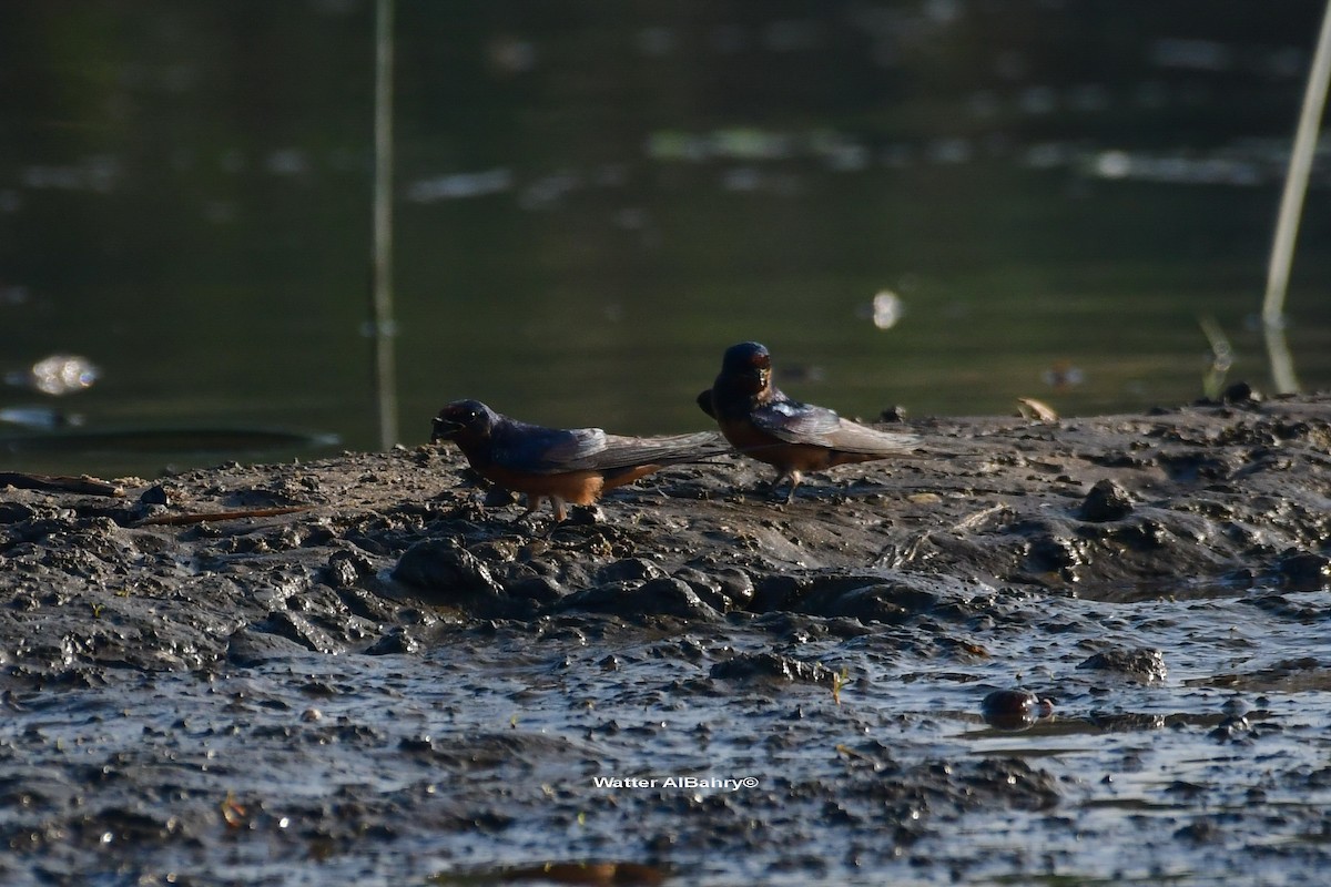 Barn Swallow (Egyptian) - ML541478371