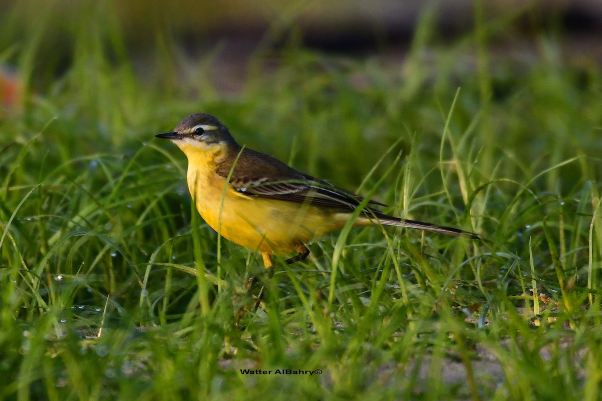 Western Yellow Wagtail - ML541478681