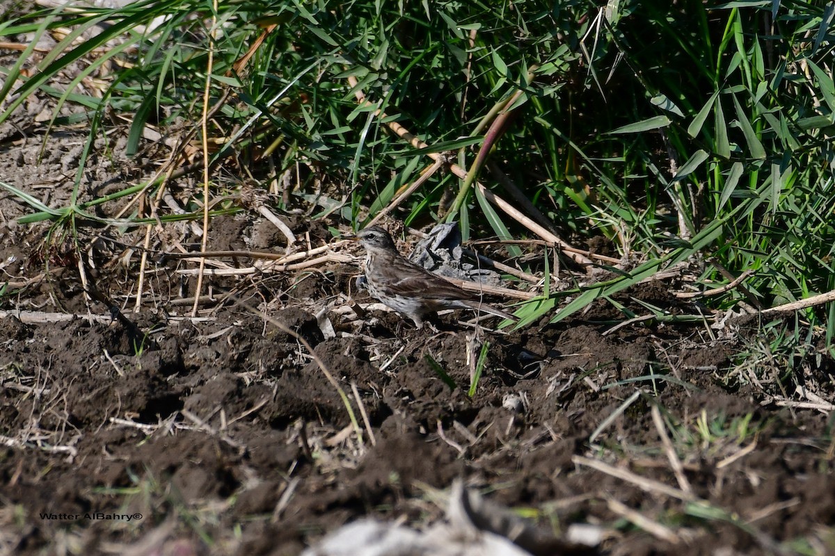 Water Pipit - Watter AlBahry