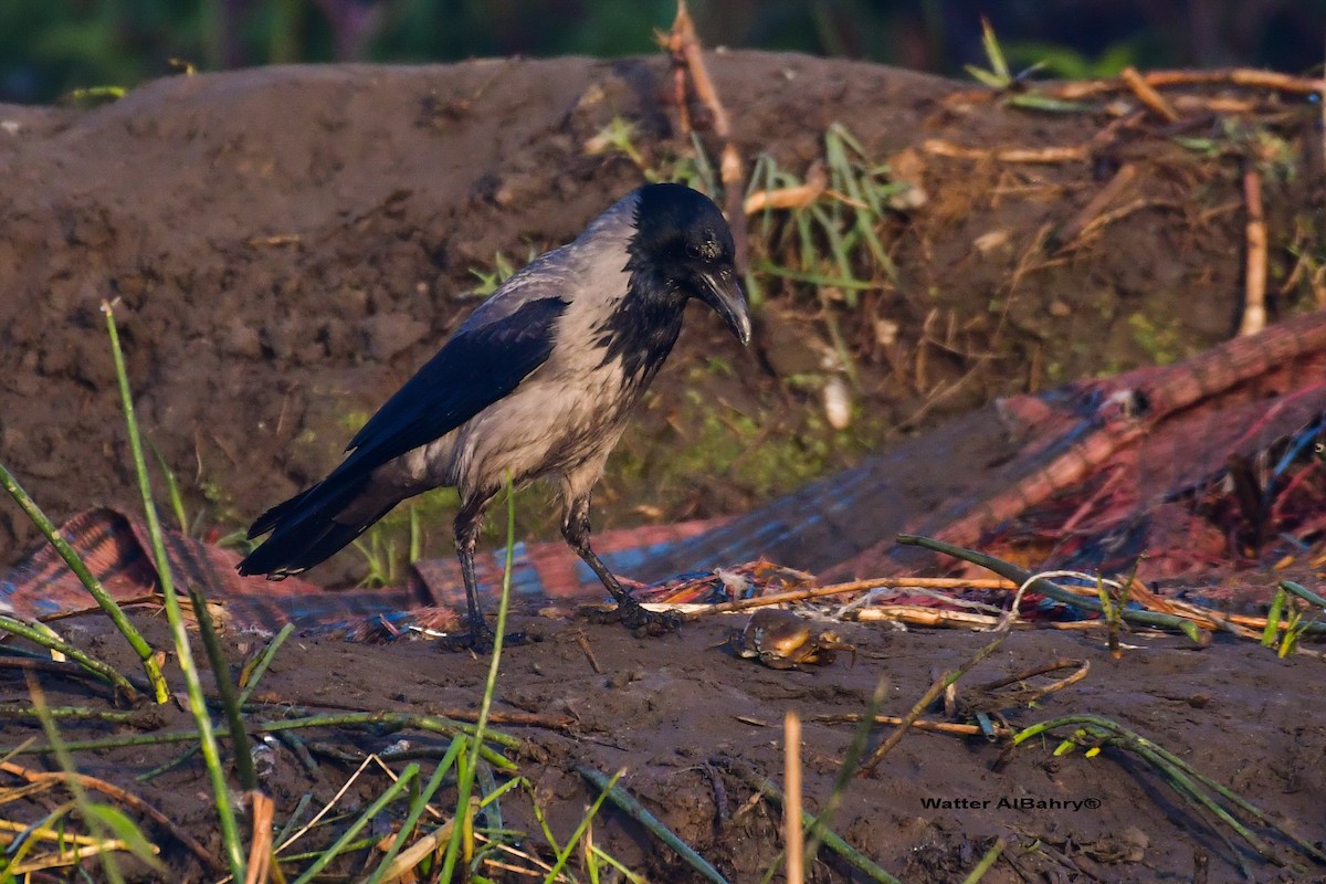 Hooded Crow - ML541478961