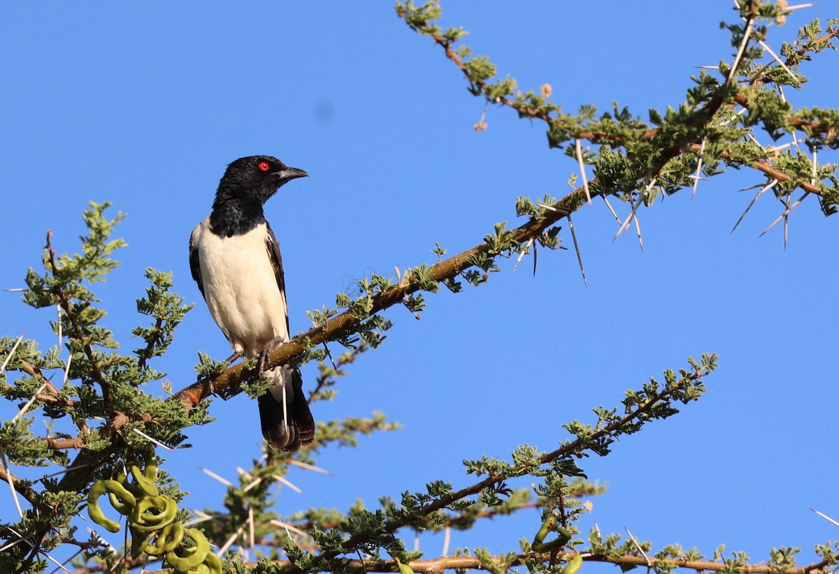 Magpie Starling - ML541479351