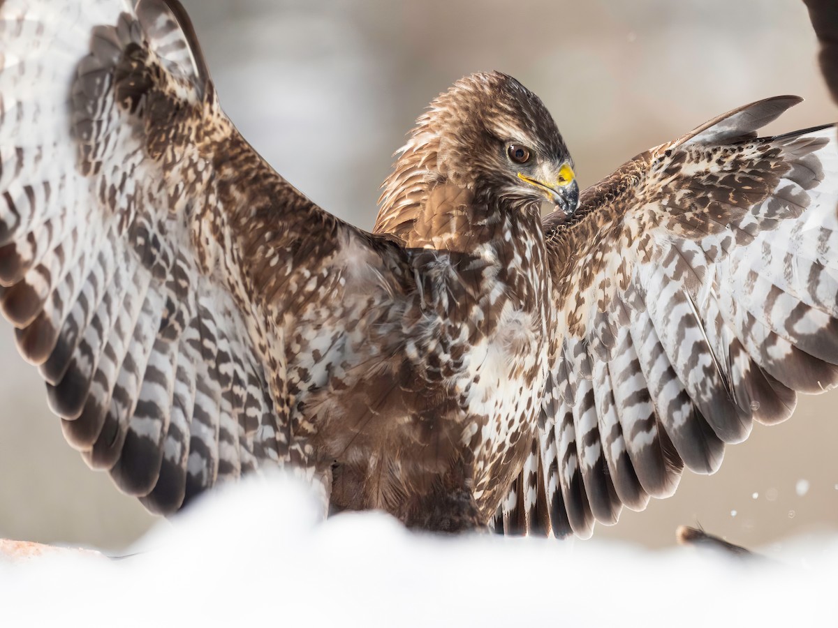 Common Buzzard - ML541480171