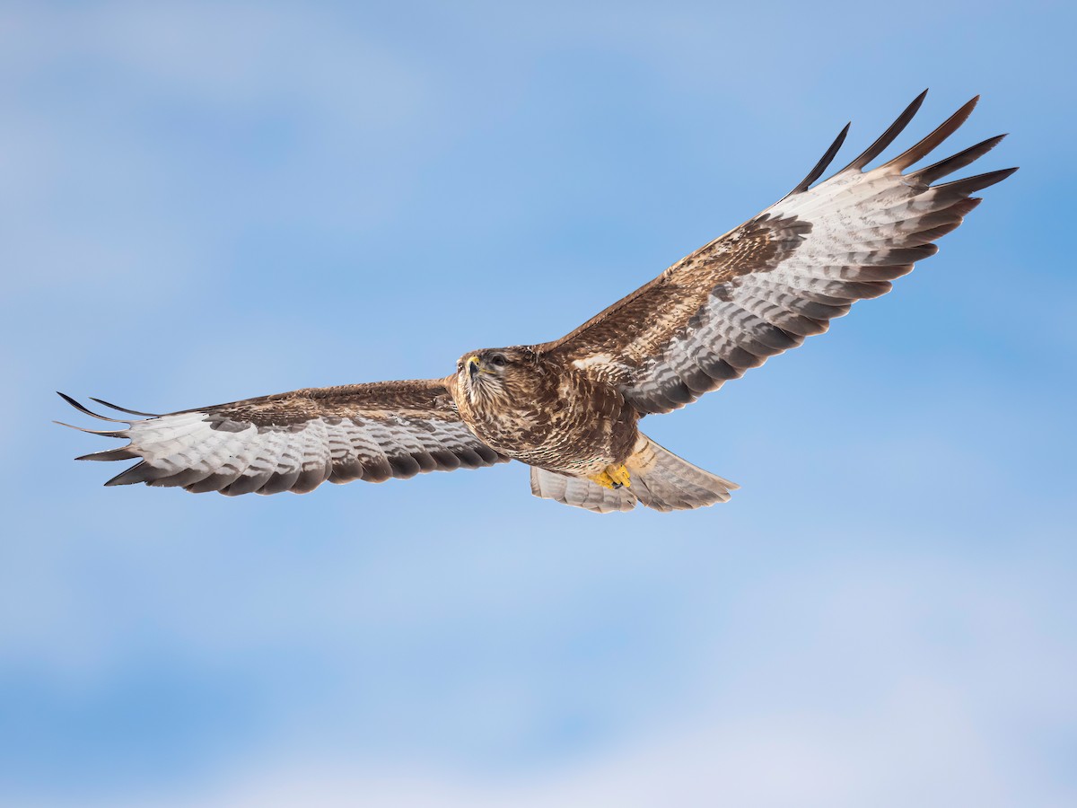 Common Buzzard - ML541480181